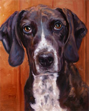 Plott Hound in golden light, orange background